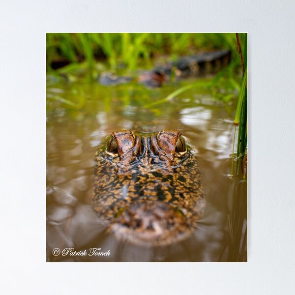 Item preview, Alligator In The Swamp designed and sold by BowToe.