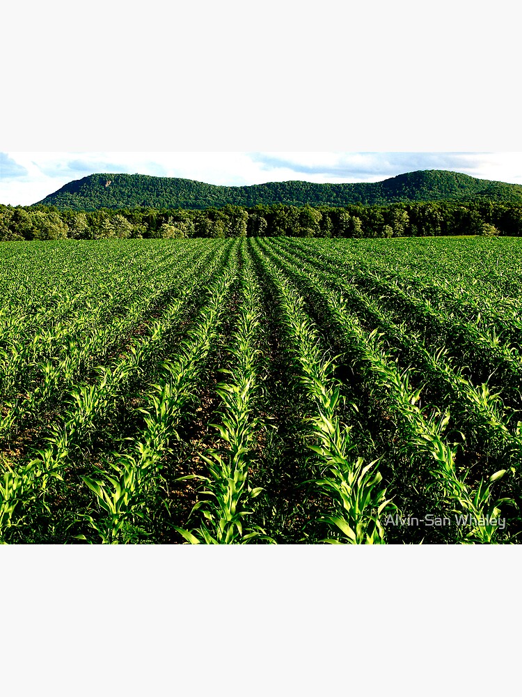 Thumbnail 3 of 3, Poster, MAIZE designed and sold by alvinsan9.
