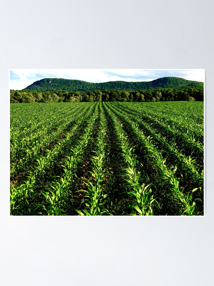 Thumbnail 1 of 3, Poster, MAIZE designed and sold by alvinsan9.