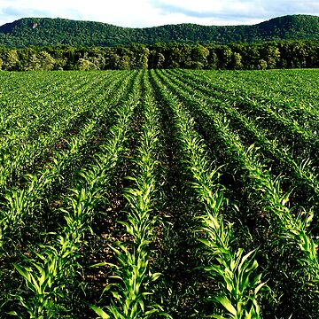 Artwork thumbnail, MAIZE by Alvin C Whaley