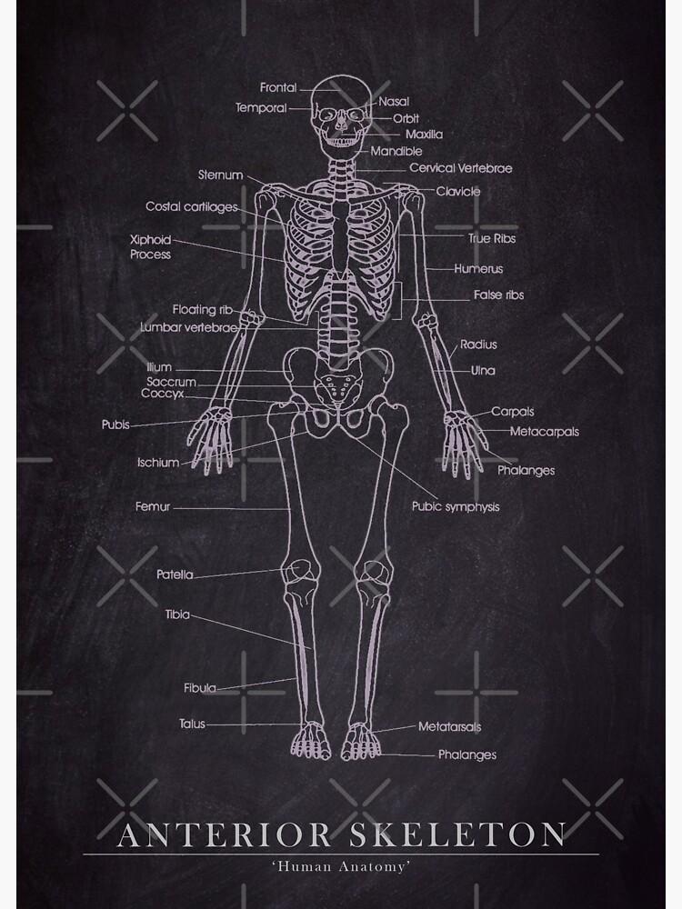 Anterior Skeleton Human Anatomy Blueprint Art Sticker For Sale By