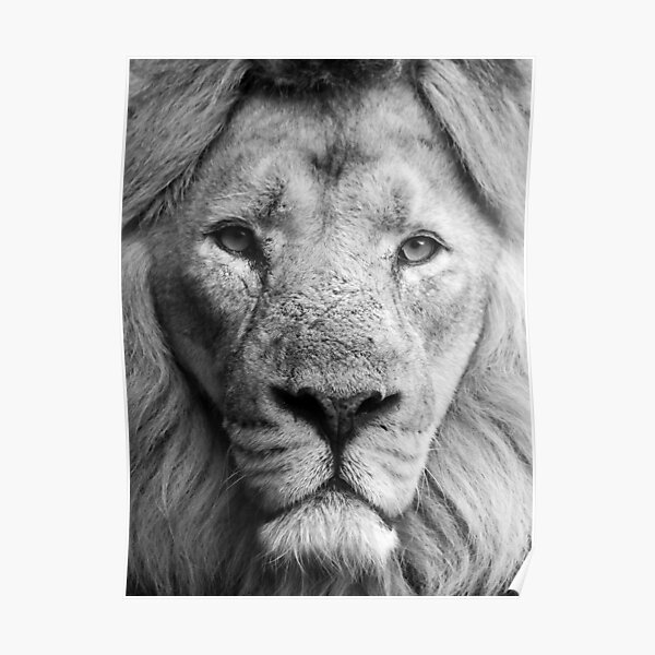 "Lion" Poster for Sale by photobytableau Redbubble