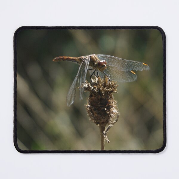 Item preview, Dragonfly designed and sold by Nicole Gath.