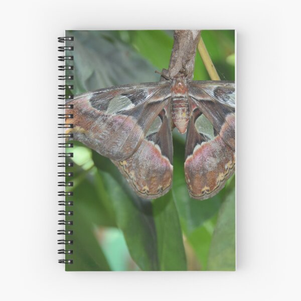 Item preview, Atlas Moth! designed and sold by Poete100.