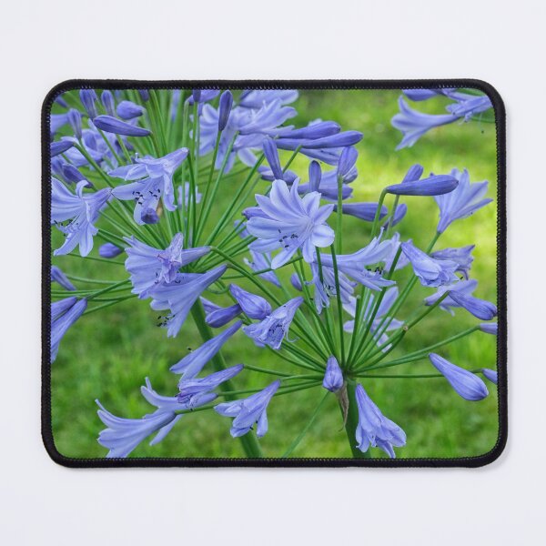 Item preview, Agapanthus in blue designed and sold by Photopat.