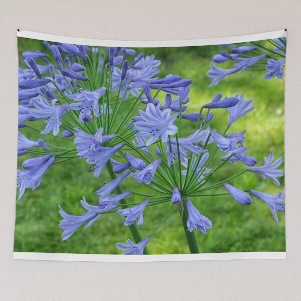 Item preview, Agapanthus in blue designed and sold by Photopat.