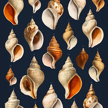 Artwork thumbnail, Shells by SpilloDesign