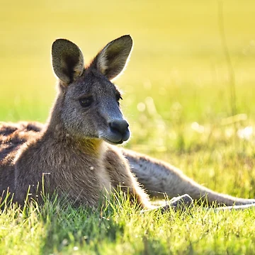 Artwork thumbnail, Resting Roo by Vicki Johnson