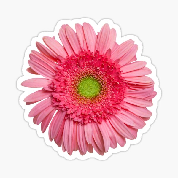 Pink Gerbera Daisy Sticker