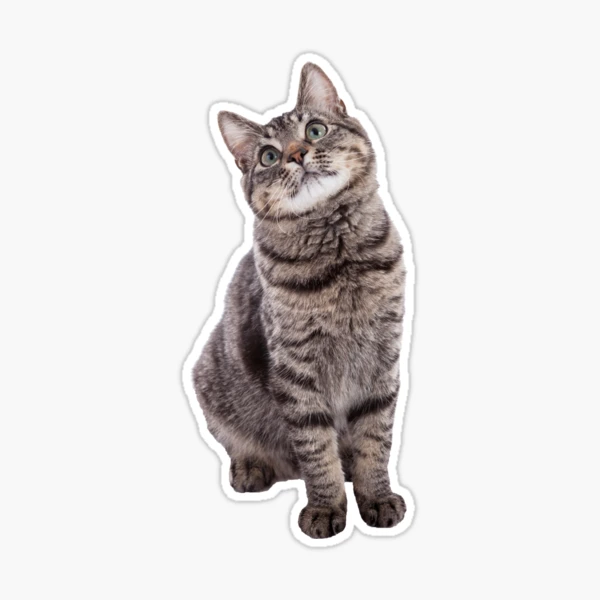 Gray Tabby Kitty Sticker for Sale by redledger