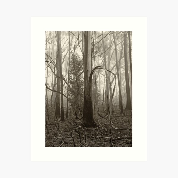 Item preview, Misty Trees designed and sold by Geoff Smith.