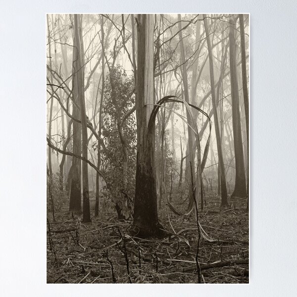 Item preview, Misty Trees designed and sold by Geoff Smith.