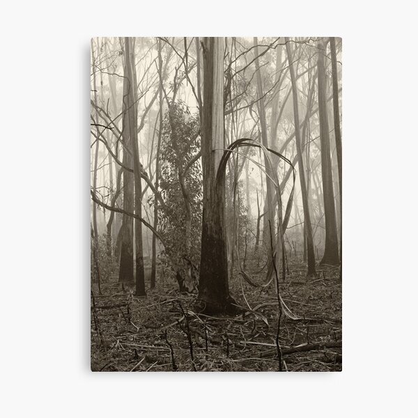 Misty Trees Canvas Print