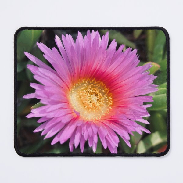Item preview, sour fig plant designed and sold by sunflowr21.