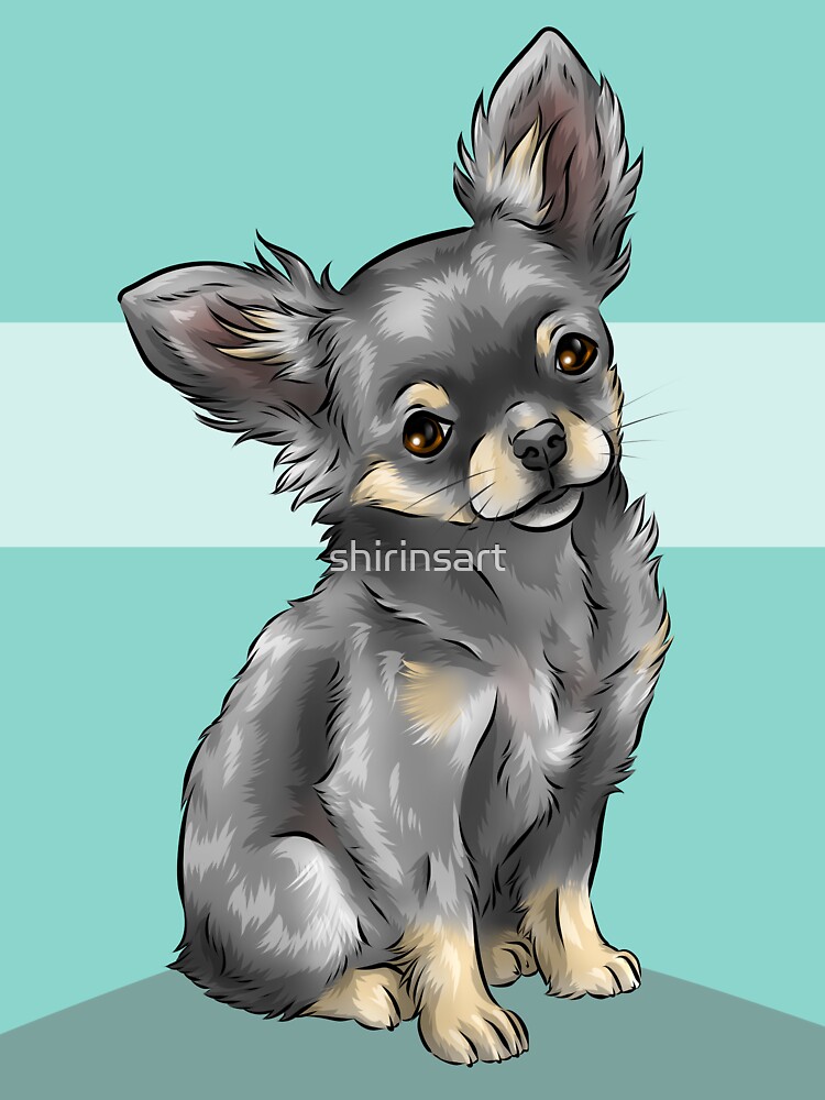 Blue sale tan chihuahua