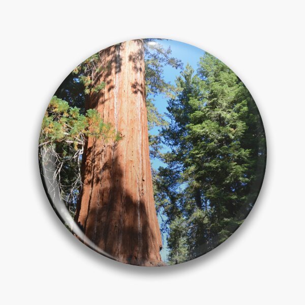 Item preview, South California redwood,  giant sequoia tree. designed and sold by naturematters.