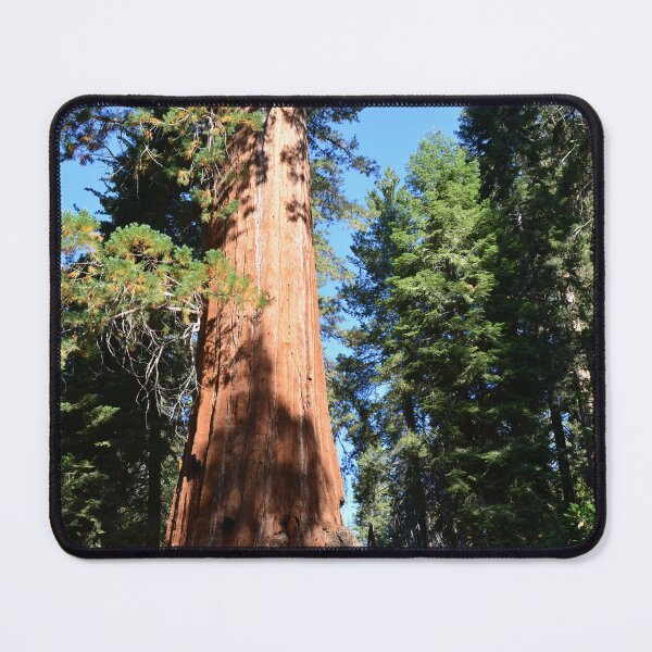Item preview, South California redwood, giant sequoia tree. designed and sold by naturematters.