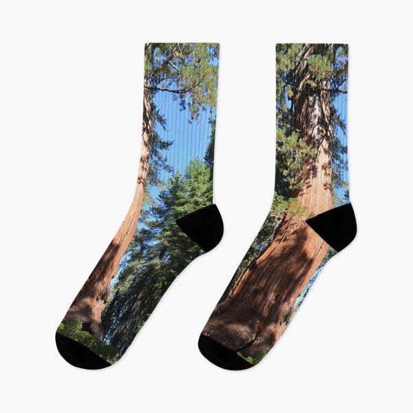 Item preview, South California redwood,  giant sequoia tree. designed and sold by naturematters.