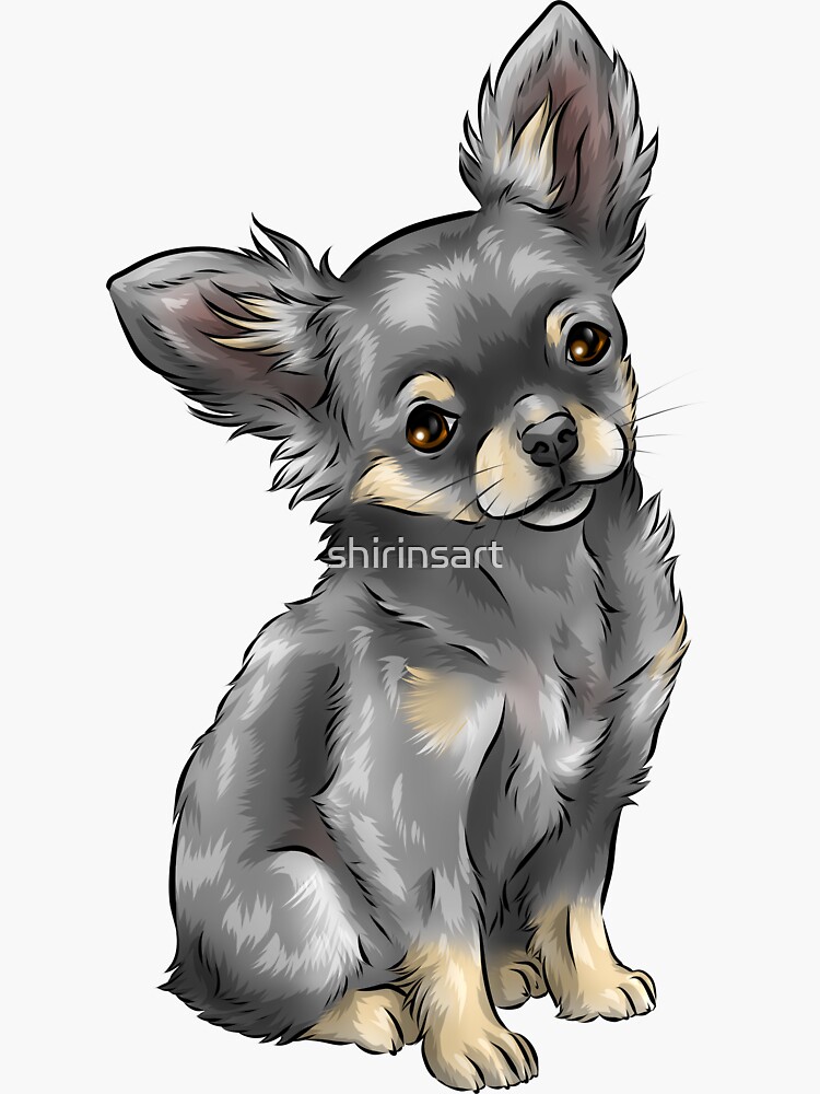 Gray long haired clearance chihuahua