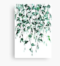 Ivy on the wall Canvas Print
