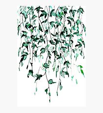 Ivy on the wall Photographic Print