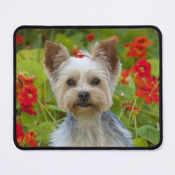 Item preview, Yorkshire Terrier con flores designed and sold by ScienceSource.