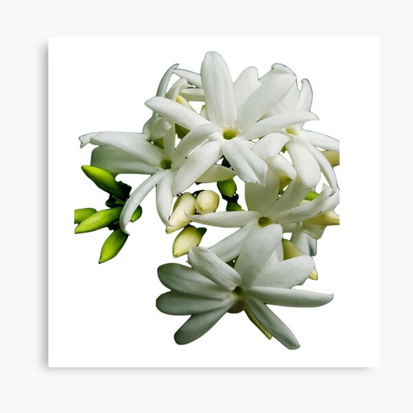 Jasmine Flower Canvas Prints for Sale | Redbubble Jasmine Flower Canvas Prints for Sale | Redbubble