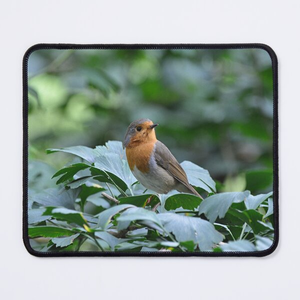 Item preview, Robin red breast designed and sold by Declan Carr.