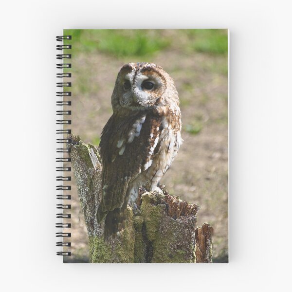 Item preview, Tawny owl designed and sold by Declan Carr.