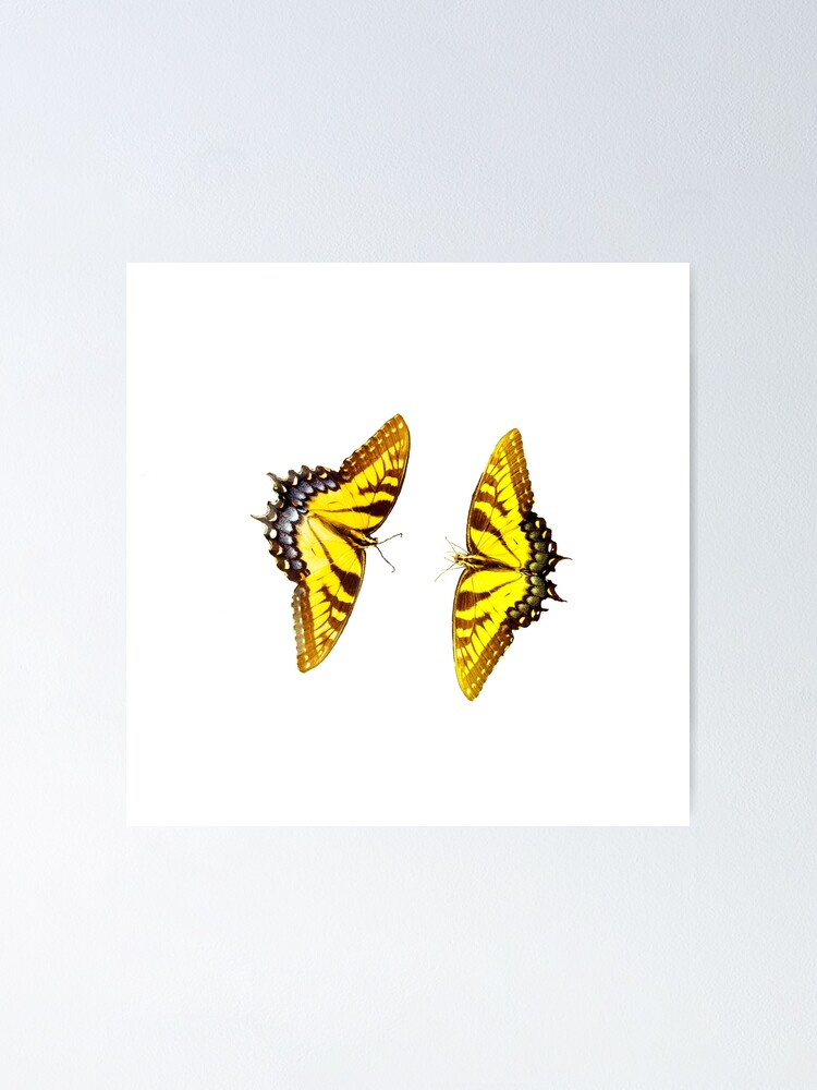 "Eastern Tiger Swallowtails" Poster for Sale by annasofia Redbubble