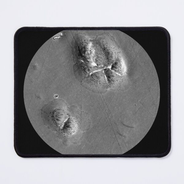 Item preview, When fashion meets technology: art and science micrographs of epithelial cells. Gray Circle designed and sold by ArtByScience.