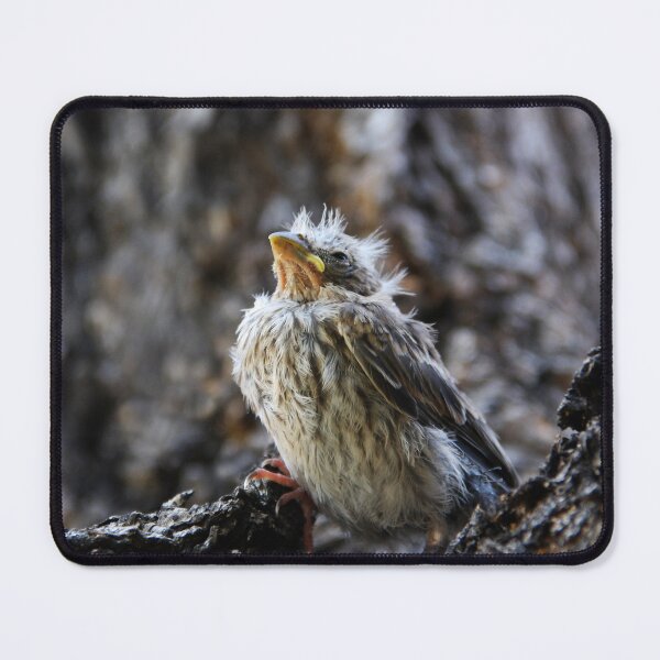 Item preview, The Fledgling designed and sold by heatherfriedman.