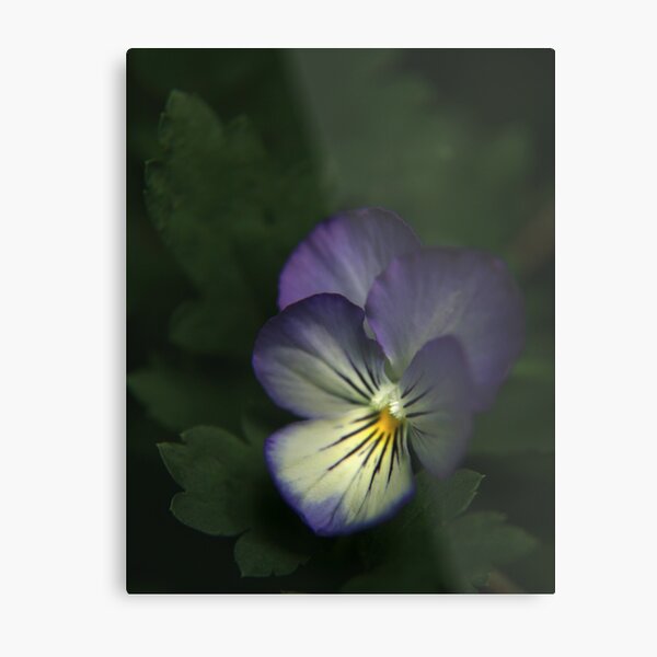 Posy Metal Print