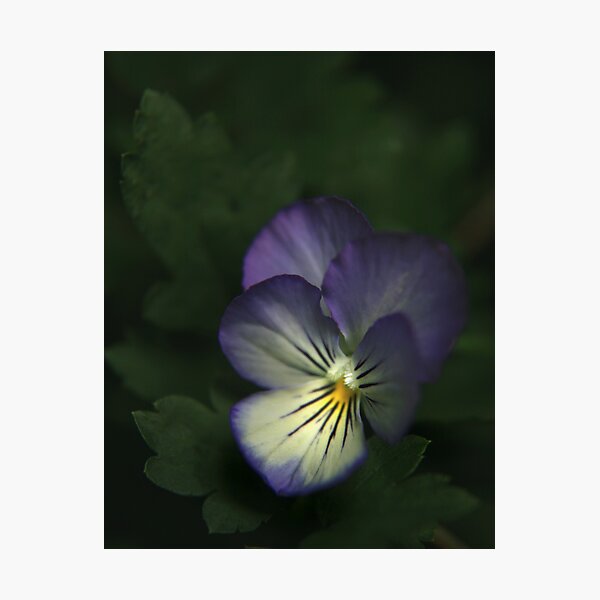 Posy Photographic Print
