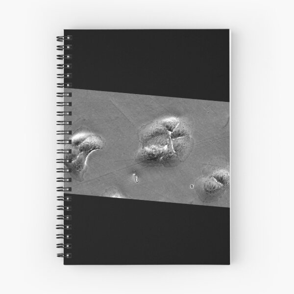 Aperçu de l'œuvre Quand la mode rencontre la technologie : art et science micrographies de cellules épithéliales. Rectangle gris créée et vendue par ArtByScience.