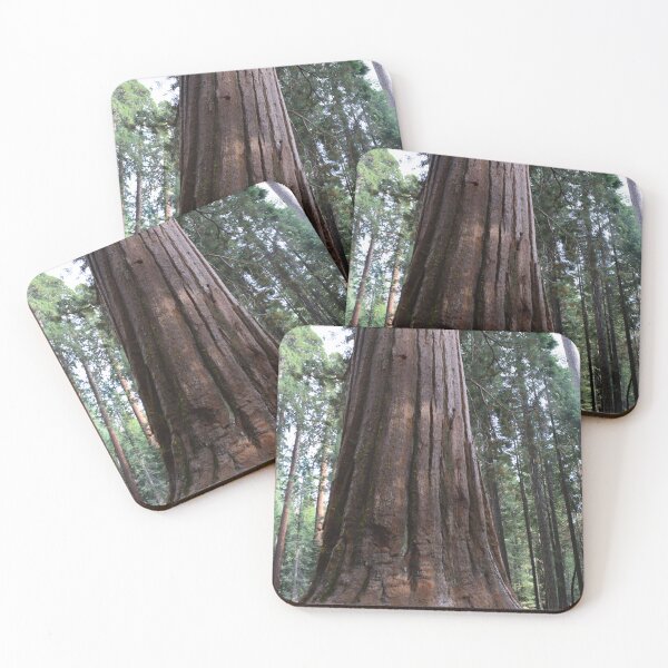 Item preview, California giant sequoia redwood tree. designed and sold by naturematters.