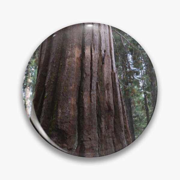Item preview, California giant sequoia redwood tree. designed and sold by naturematters.