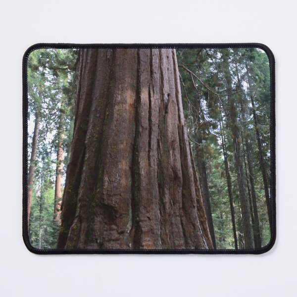Item preview, California giant sequoia redwood tree. designed and sold by naturematters.