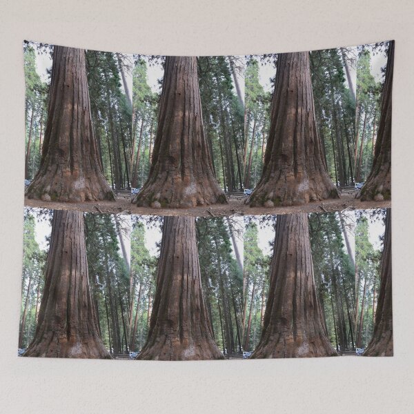 Item preview, California giant sequoia redwood tree. designed and sold by naturematters.