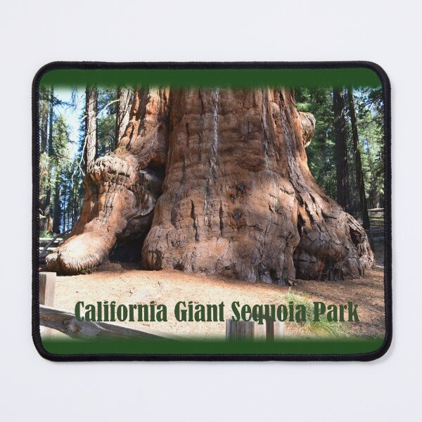 Item preview, California giant sequoia redwood tree. Sequoia National Park. designed and sold by naturematters.