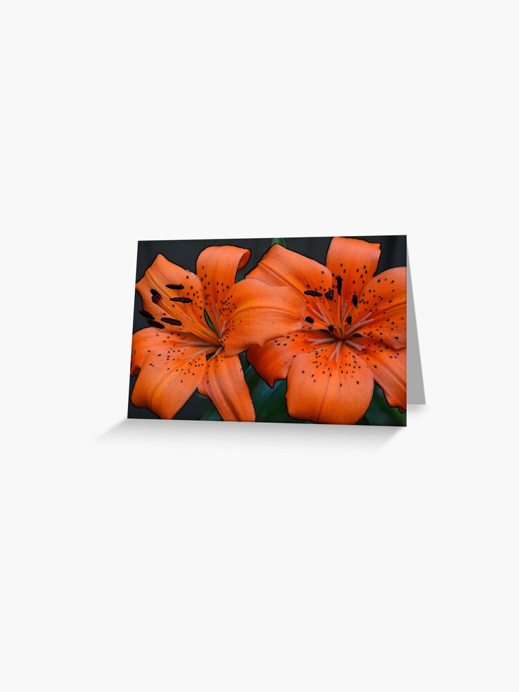 Tarjetas de felicitación «flores de lirio de tigre naranja dorado doble  fotografía de primer plano. Bueno para el hogar, decoración de paredes de  oficina.» de naturematters | Redbubble