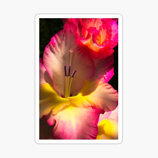 Divine Bliss of the Moment Sticker
