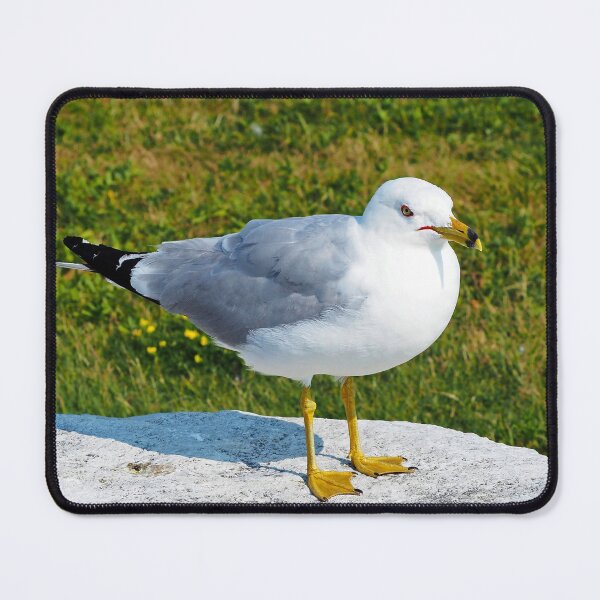 Item preview, Gull Standing On A Rock designed and sold by BackyardBirder.