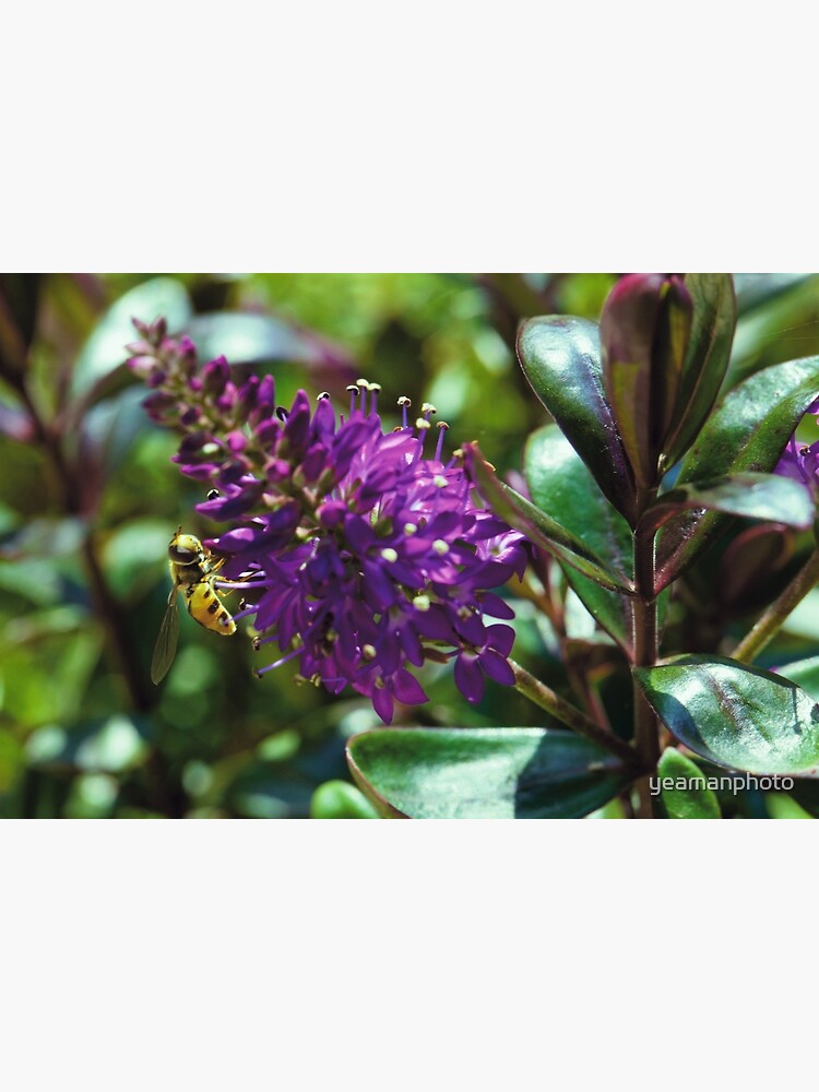 “Hebe Amy” Poster for Sale by yeamanphoto | Redbubble