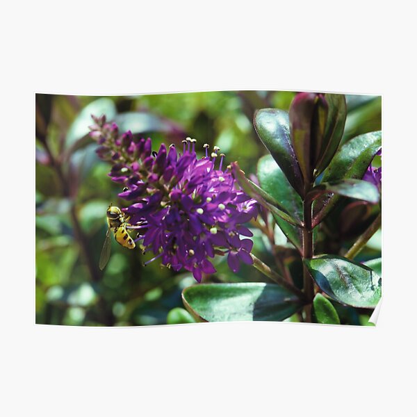 “Hebe Amy” Poster for Sale by yeamanphoto | Redbubble