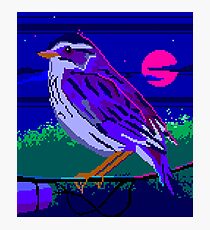 Evening Sparrow Photographic Print