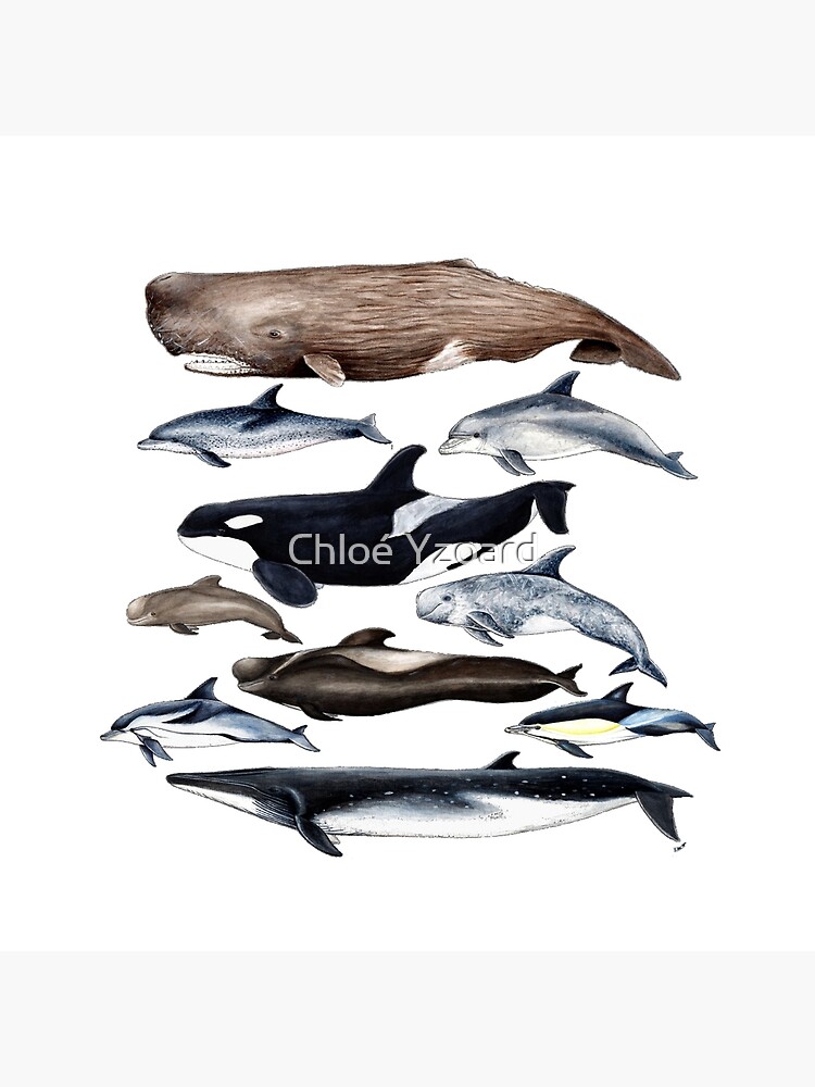 Orca killer whale Water Bottle by Chloe Yzoard