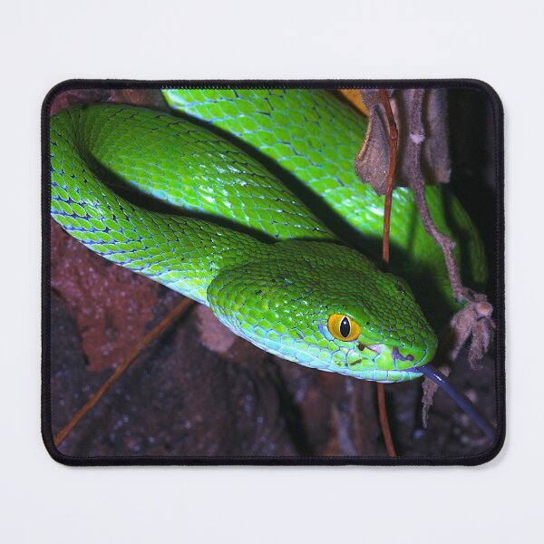 Item preview, Large-Eyed Pit Viper (Trimeresurus macrops) of Thailand designed and sold by FieldTheBiology.