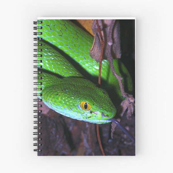 Item preview, Large-Eyed Pit Viper (Trimeresurus macrops) of Thailand designed and sold by FieldTheBiology.