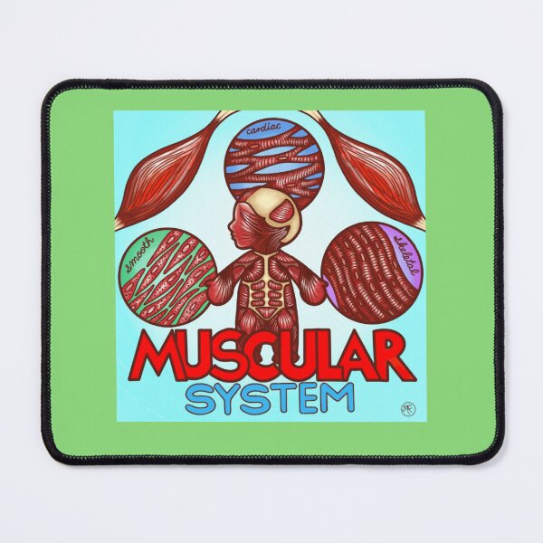 Item preview, Muscular system designed and sold by Mizzzfoster.